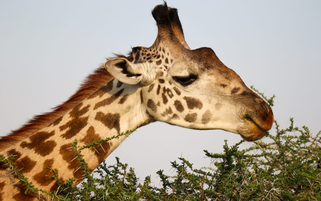 TANZANIA: The giraffes, national symbol of Tanzania
