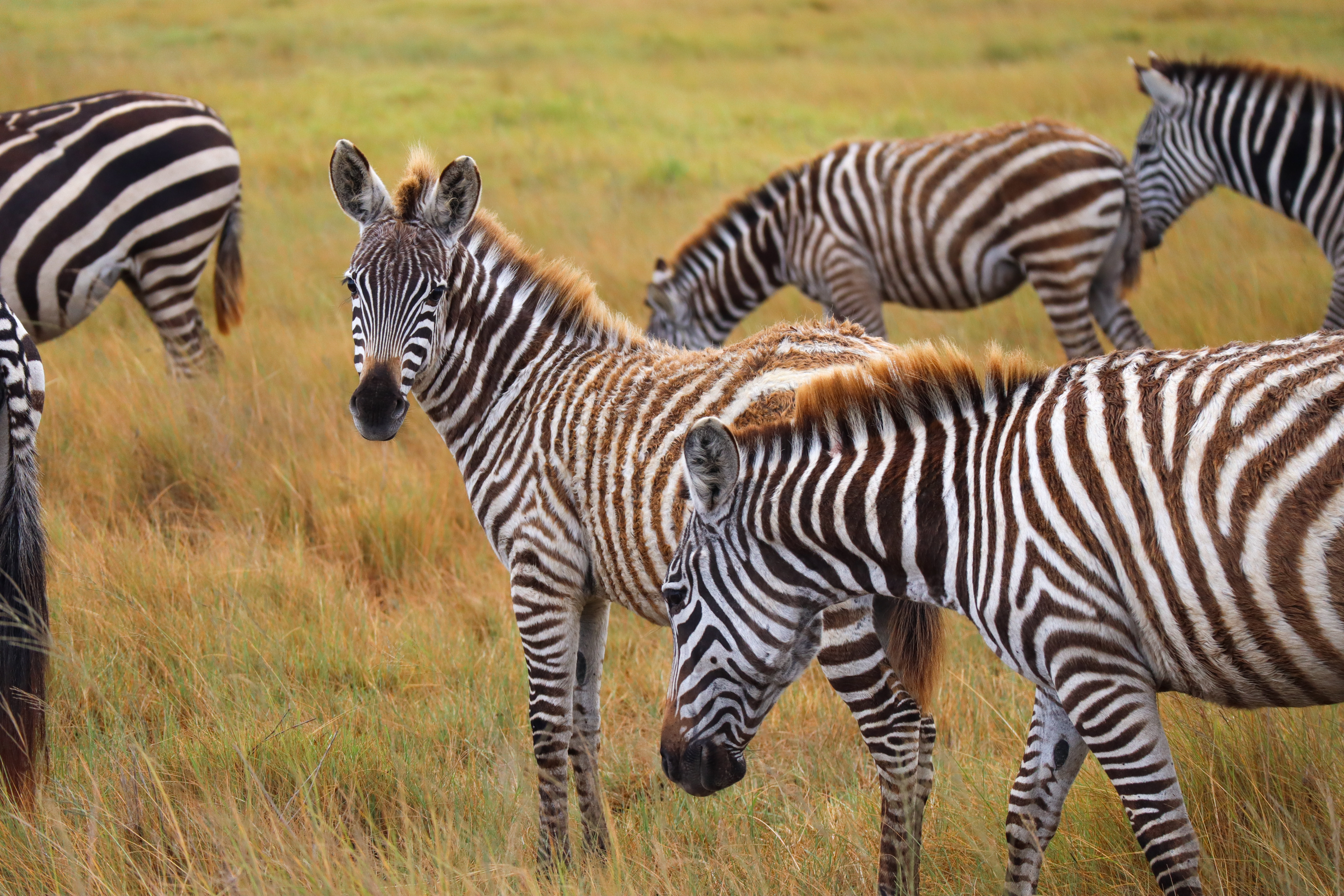 TANZANIA: ¿Cómo organizar tu safari en Tanzania?