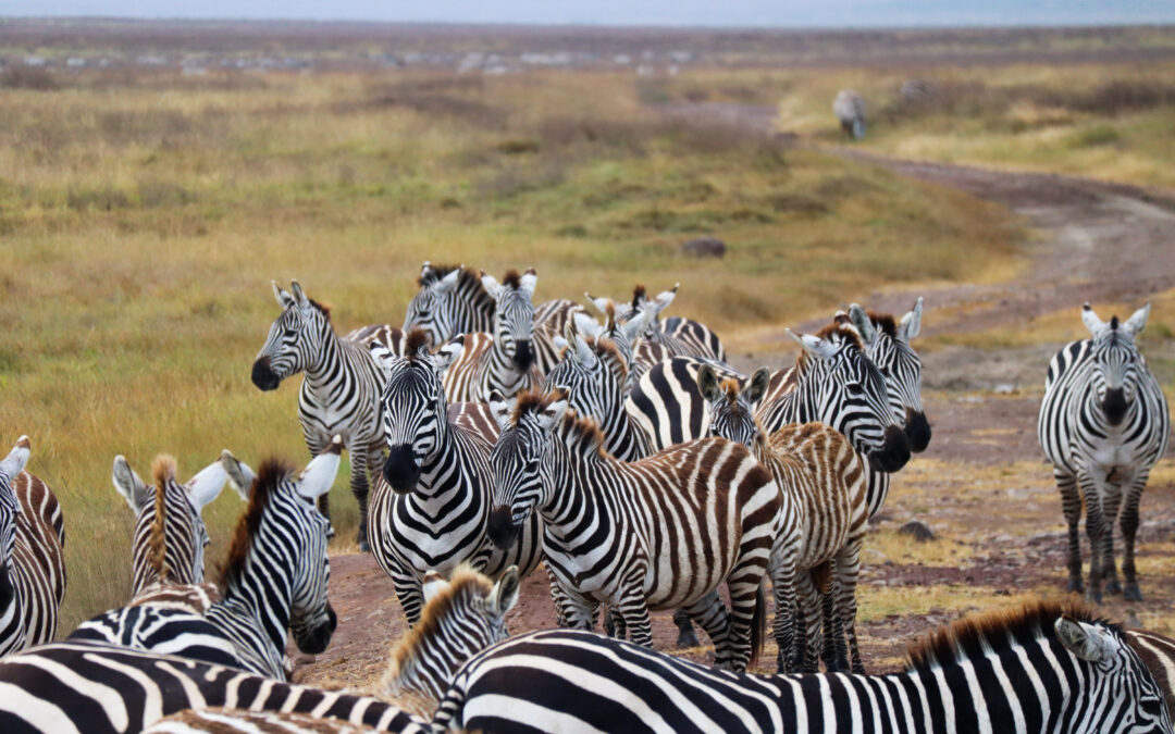TANZANIA: How to organize your safari in Tanzania?