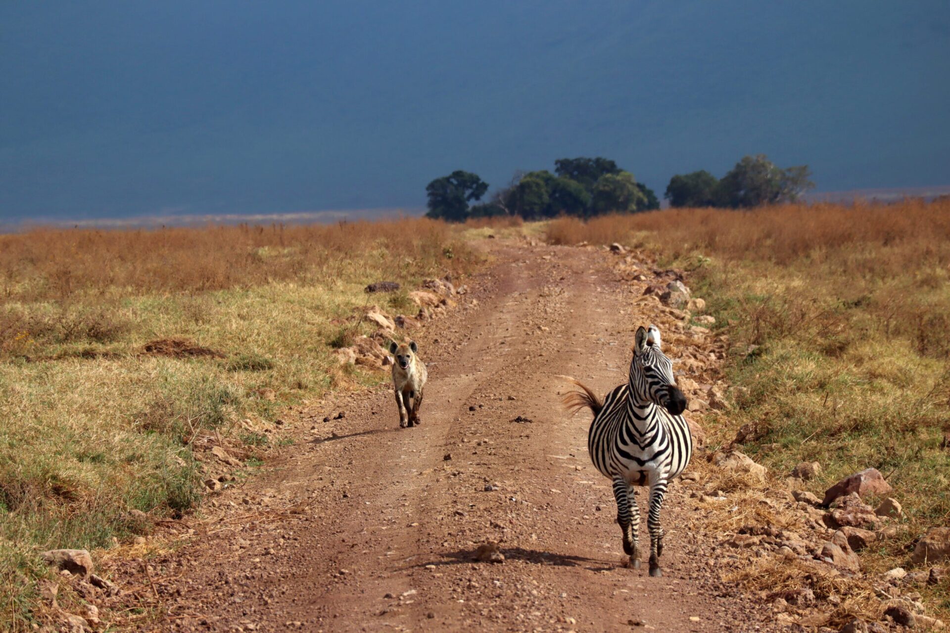 TANZANIA: Our safari in Tarangire, Serengeti, Ngorongoro and Lake Eyasi