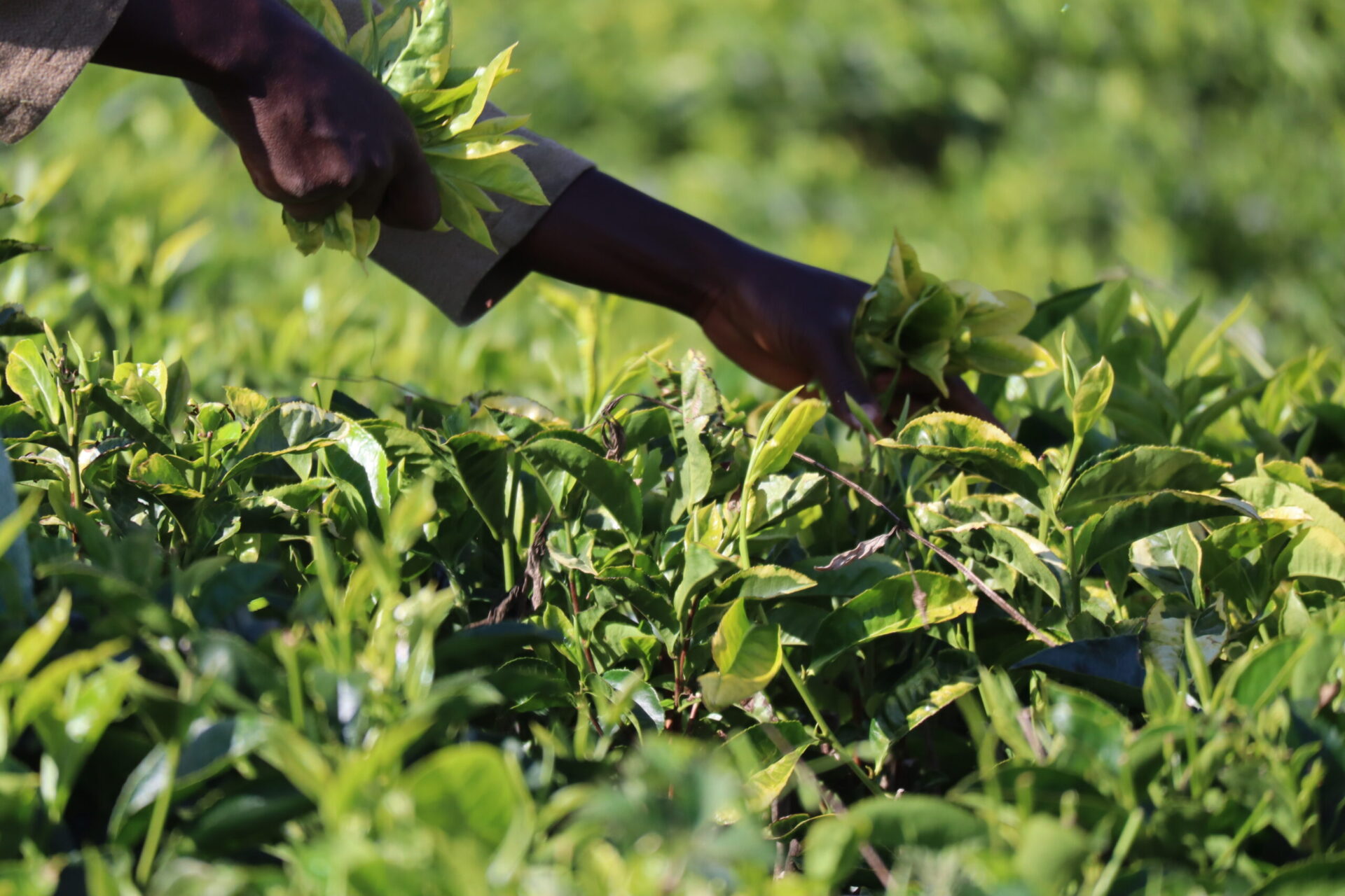 KENYA: Kericho and the tea plantations