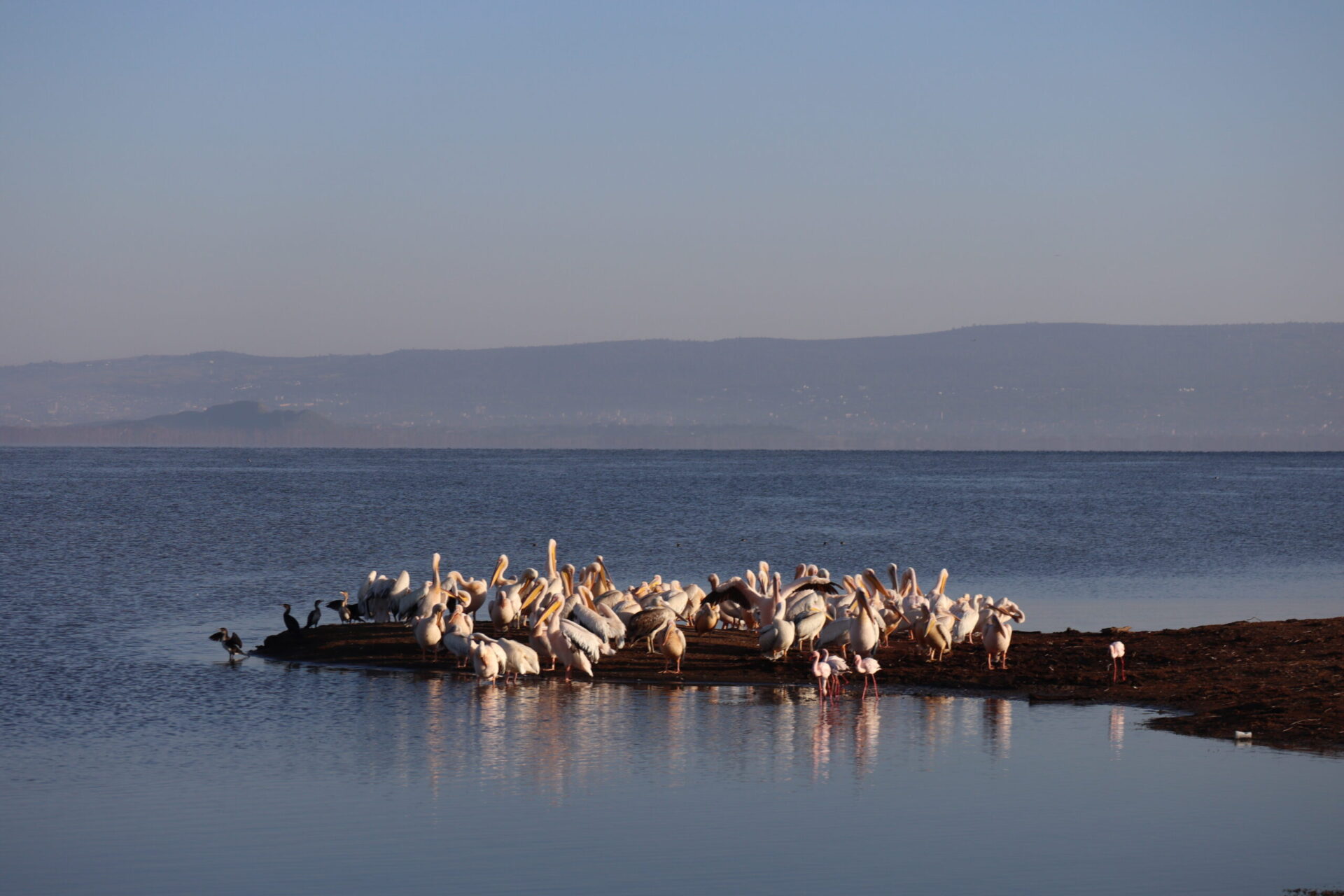 KÈNIA: El llac Nakuru