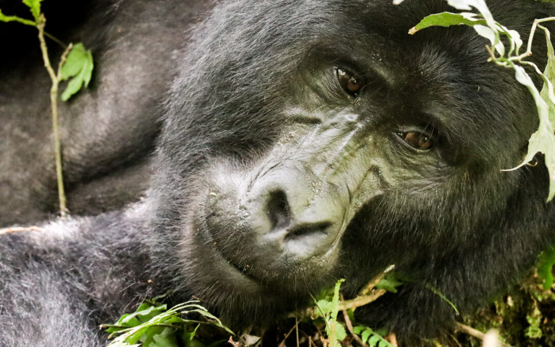UGANDA: The mountain gorillas
