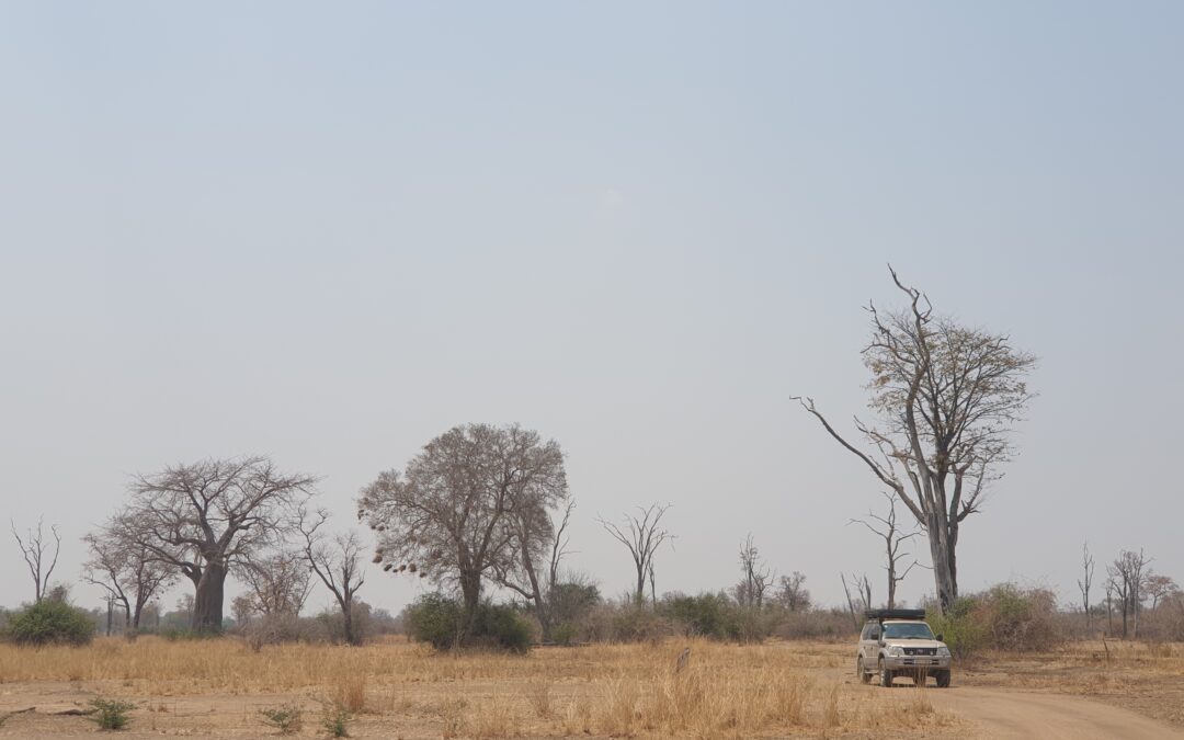 ZAMBIA: El trajecte fins a South Luangwa venint del nord: North Luangwa NP, Luambe NP i Nsefu Reserve