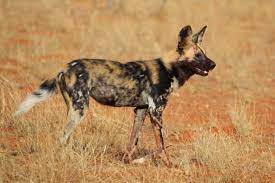 ZIMBÀBUE: Gossos salvatges