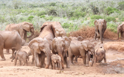 SUD-ÀFRICA: Addo Elephant National Park