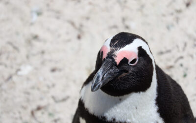 SOUTH AFRICA: The African penguins