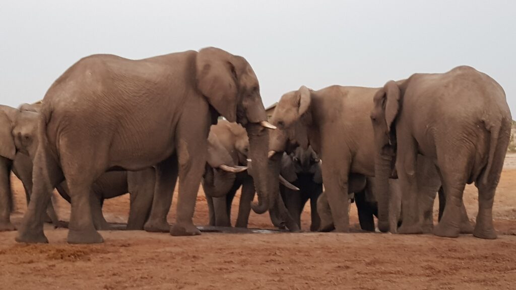 Elefants a la reserva natural de Nata