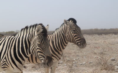 NAMIBIA: Etosha National Park