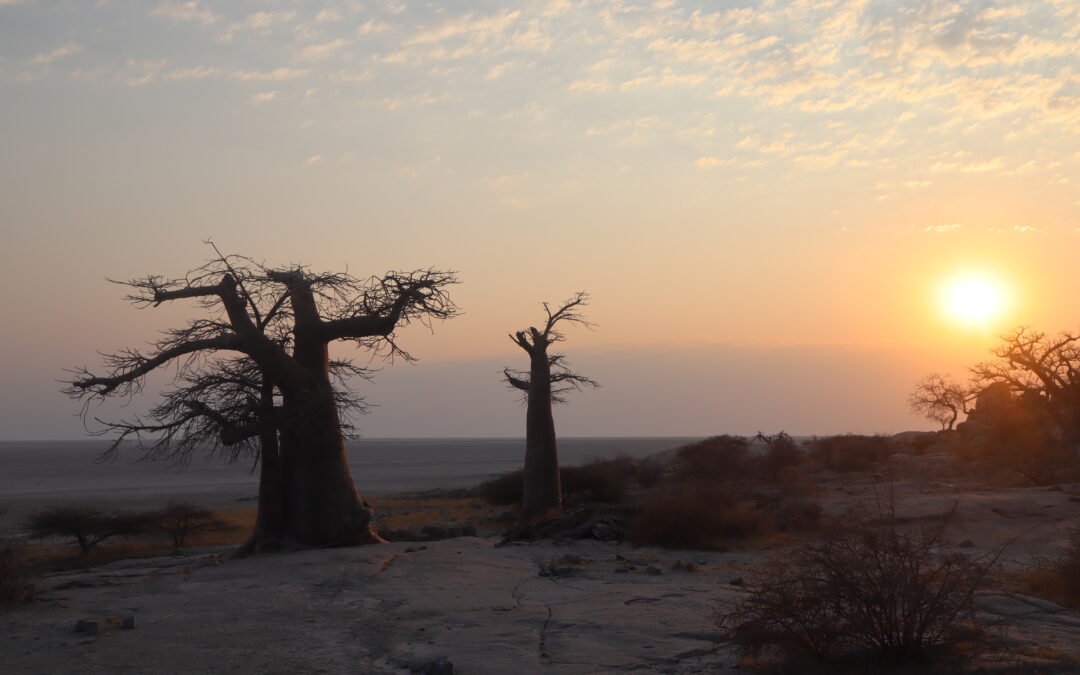 BOTSWANA: La magia de los baobabs