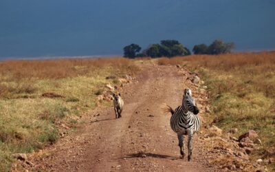TANZANIA: El nostre safari al Tarangire, Serengeti, Ngorongoro i Llac Eyasi