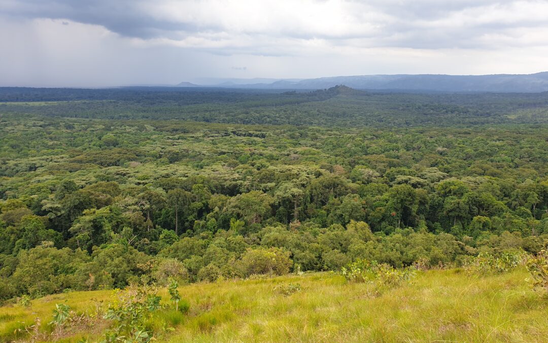 KENYA: El bosque de Kakamega