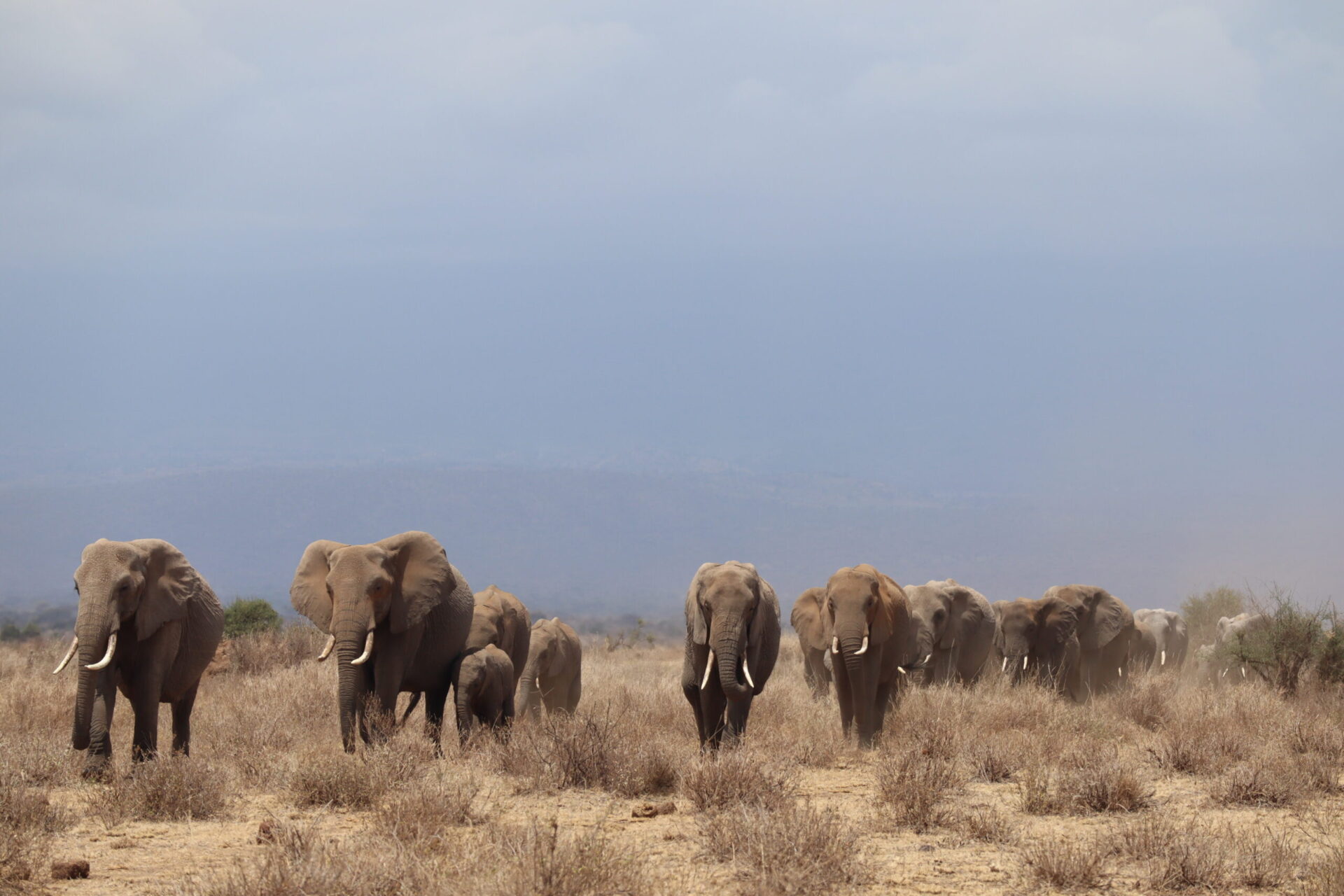 KÈNIA: Amboseli NP, Kimana i llac Chala