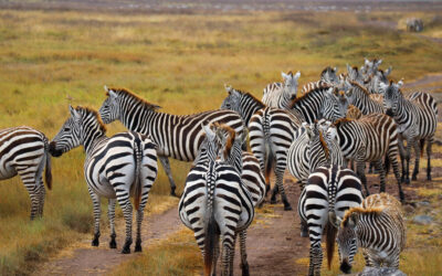 TANZANIA: Com organitzar el teu safari a Tanzània?