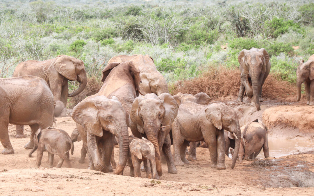SUDÁFRICA: Addo Elephant National Park